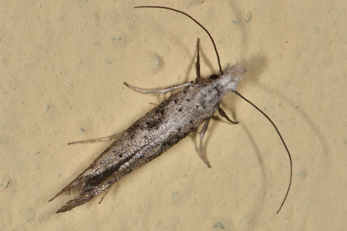 Yponomeutidae: Paradoxus osyridellus? S